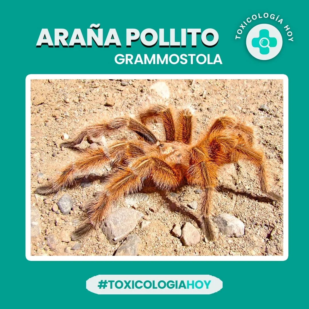 Diseño de piezas publicitarias para redes sociales 
