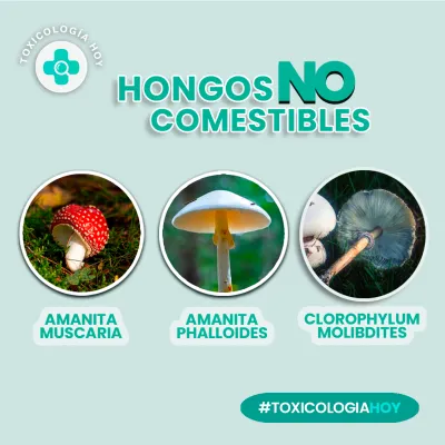Diseño de piezas publicitarias para redes sociales 
