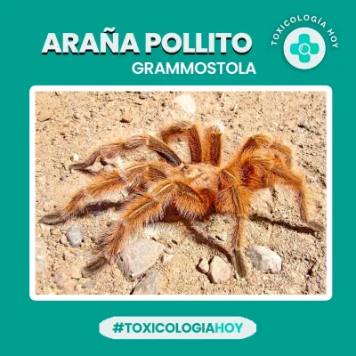 Diseño de piezas publicitarias para redes sociales 