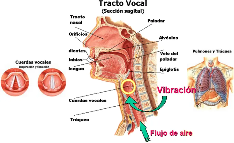 Pondré voz a tus canciones